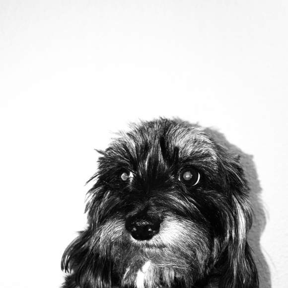 Meet your Posher, Dom - Picture 1 of 1